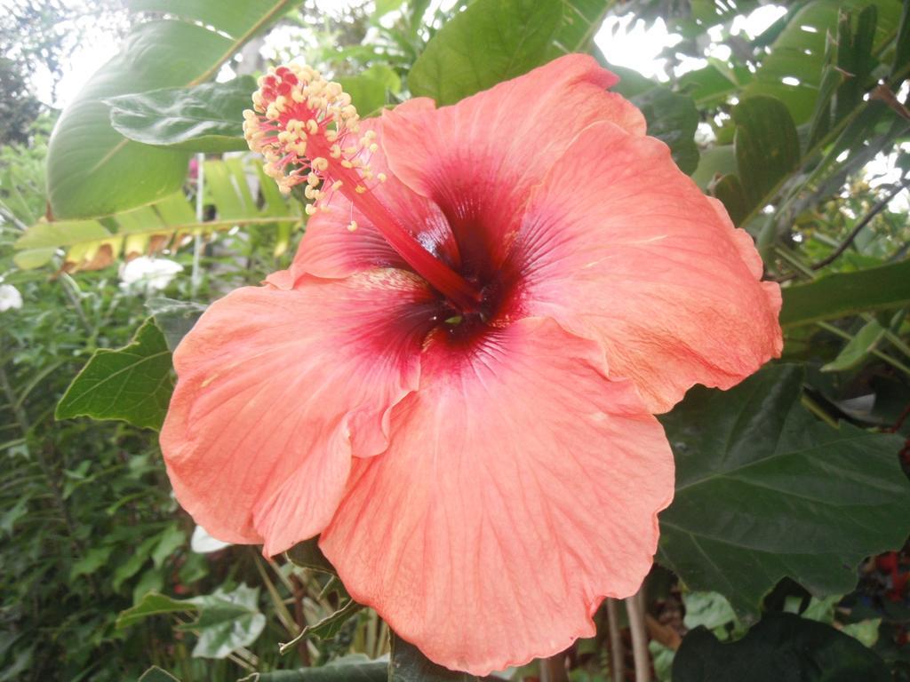Classique International In Dominica Marigot Buitenkant foto